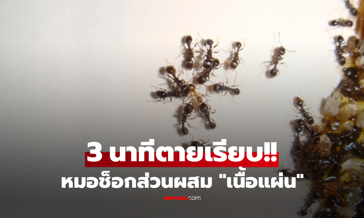 หลอนทั้งบ้าน... ลูกทำ "เนื้อแผ่น" ร่วงพื้น มดรุมกินแค่ 3 นาทีตายเรียบ หมอแฉส่วนผสมช็อก!!!