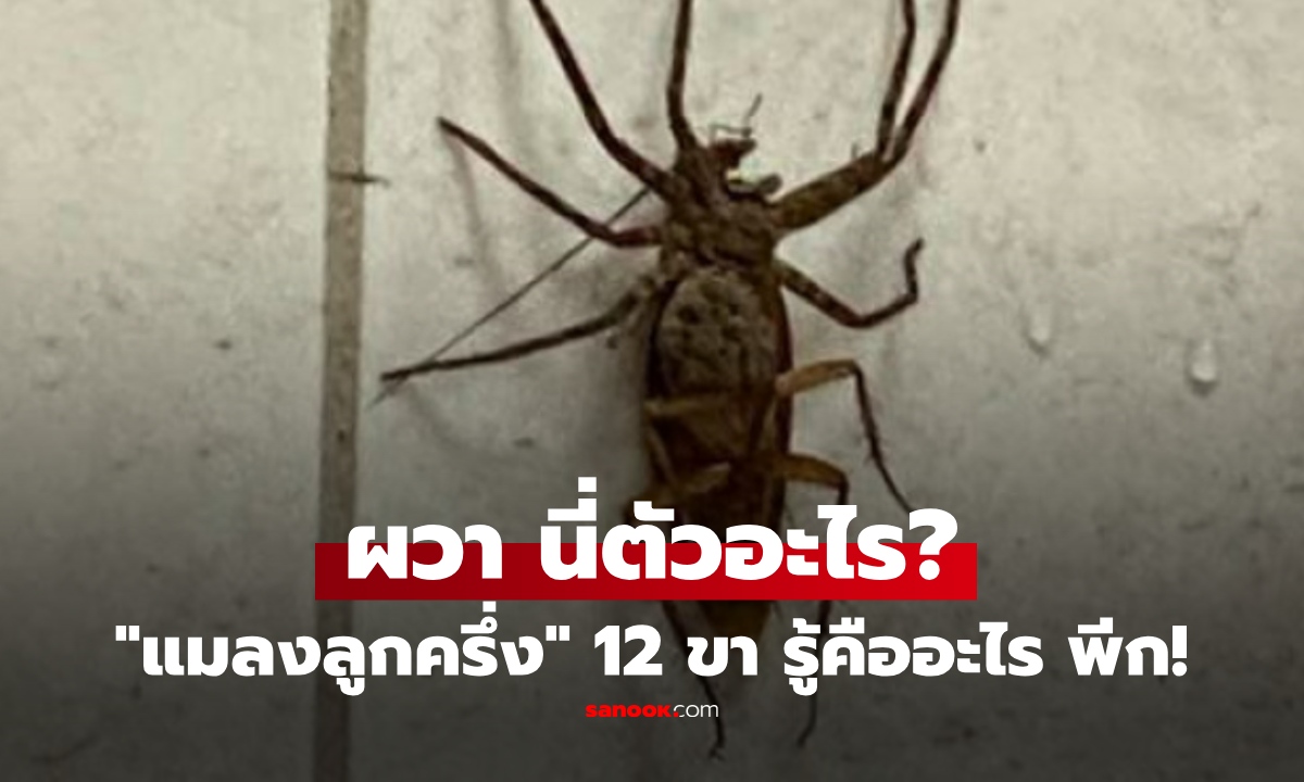 เจ้าของบ้านผวา แมลงประหลาด 12 ขา โพสต์ถามนี่ตัวอะไร? ผู้รู้เฉลยความจริง ขนลุกกว่าเดิม!