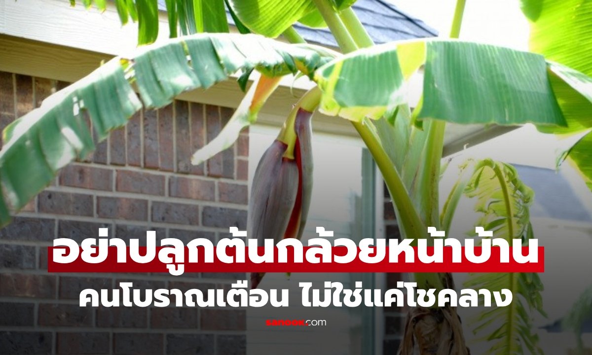 เปิดเหตุผลทำไมคนโบราณเตือน "ห้ามปลูกต้นกล้วยหน้าบ้าน" คำตอบมากกว่าเรื่องโชคลาง