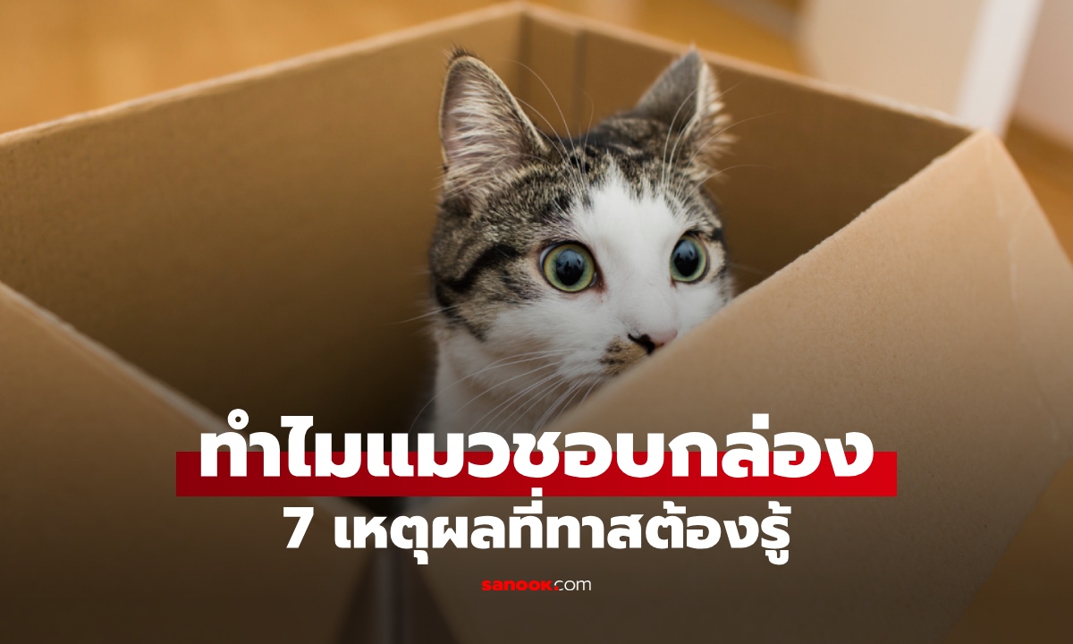 ทำไมแมวชอบกล่องกระดาษ? เปิด 7 เหตุผลที่ของเล่นแพงๆ สู้ไม่ได้ ทาสแมวรู้ไว้นะ