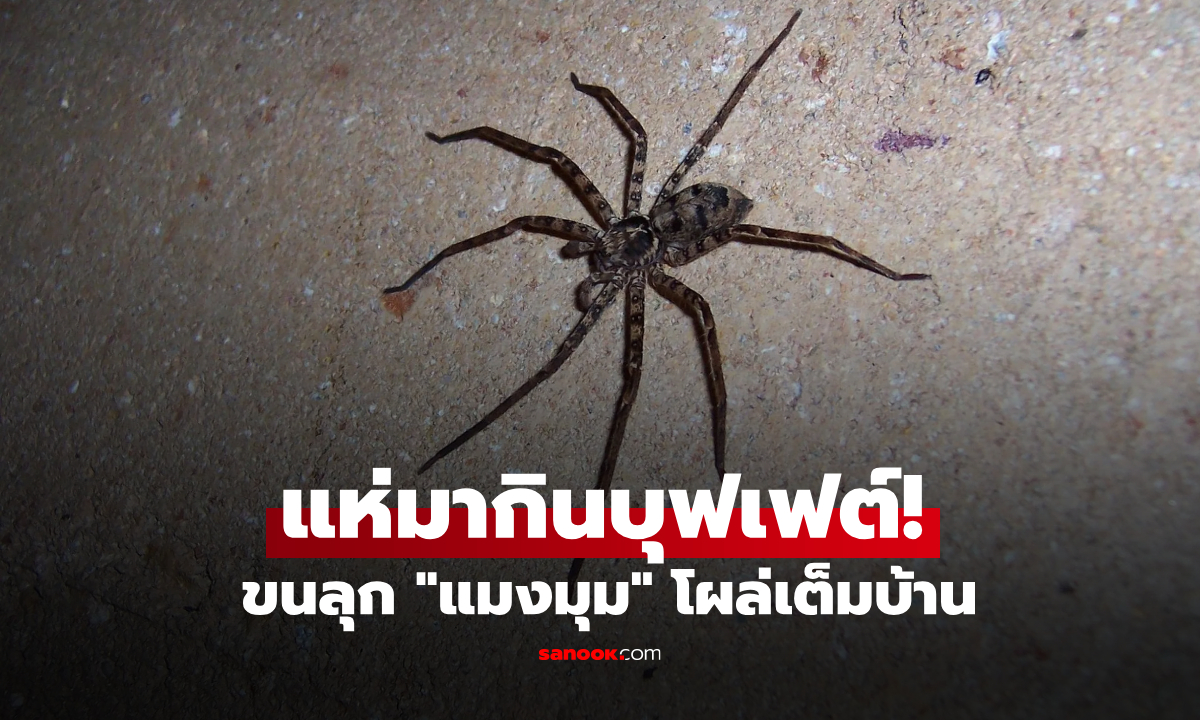 หนุ่มขนลุก "แมงมุม" โผล่เต็มบ้าน แถมอุ้มไข่รอคลอด ต้นเหตุสุดพีก เพราะเปิดบุฟเฟต์สิ่งนี้อยู่!
