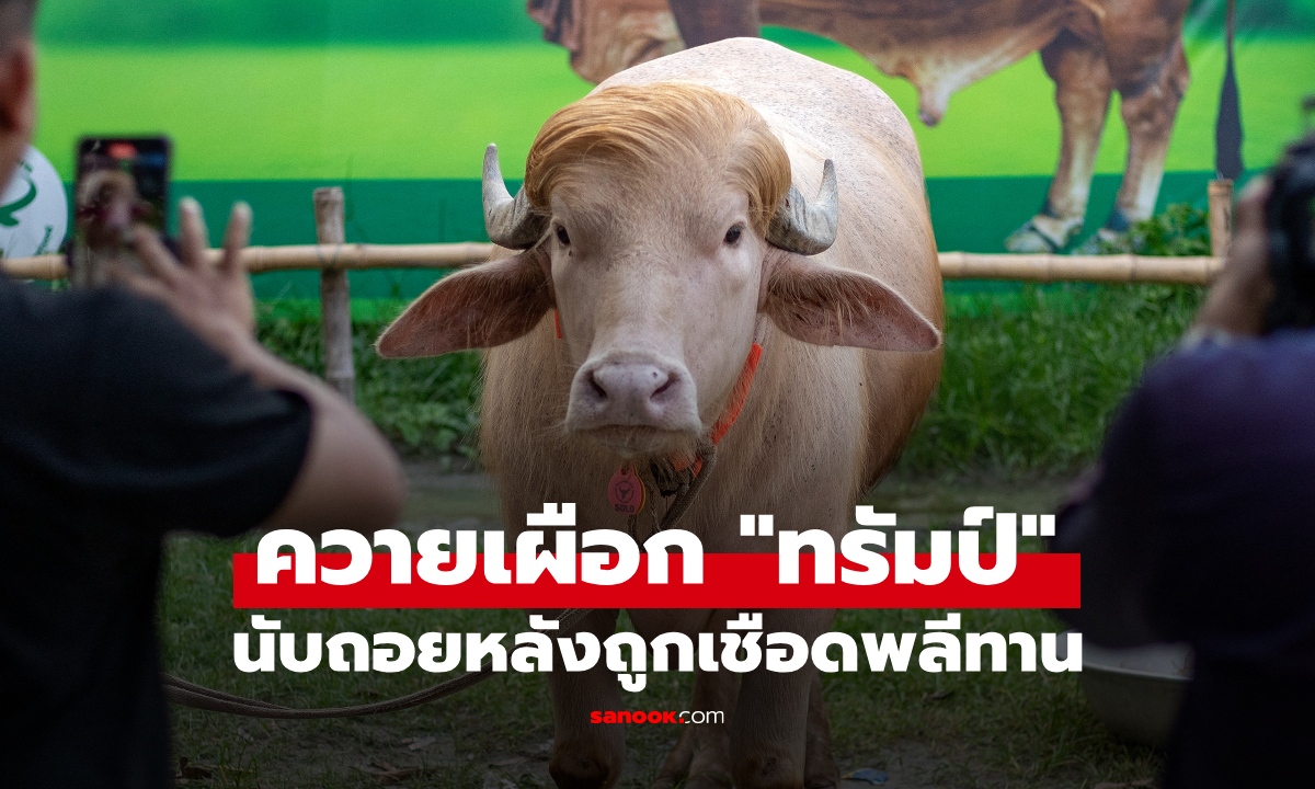 นับถอยหลังถูกเชือด ควายเผือก "ทรัมป์" เจ้าของเสียสละพลีทาน ในวันสำคัญทางศาสนา