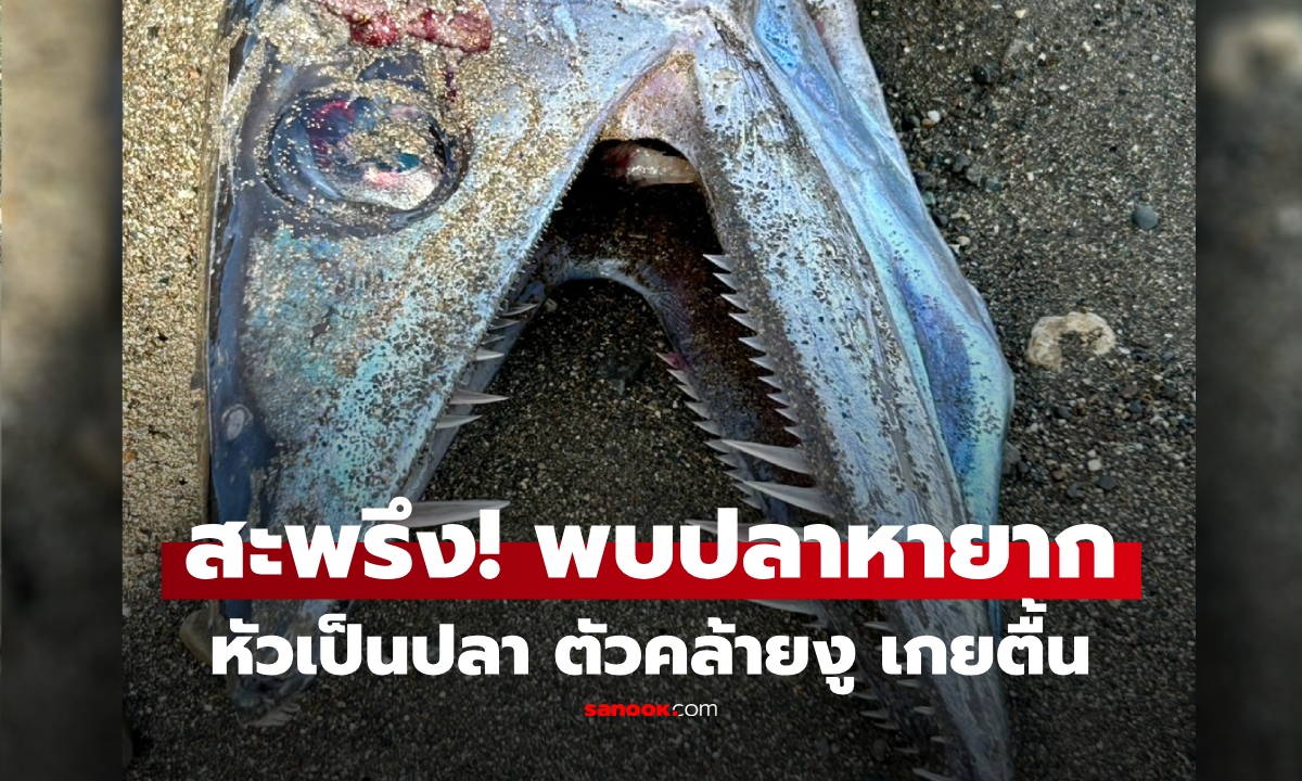 สะพรึงนี่ตัวอะไร? "สัตว์ลึกลับ" หัวเป็นปลา ตัวคล้ายงู เกยตื้น แห่โยงสัญญาณแผ่นดินไหว