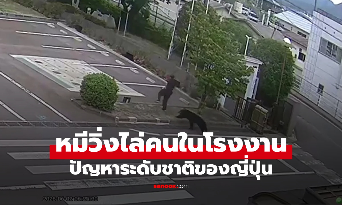 หมีระบาด! อาละวาดวิ่งไล่ขย้ำคนในโรงงาน บาดเจ็บ 4 ราย ปัญหาระดับชาติของญี่ปุ่น