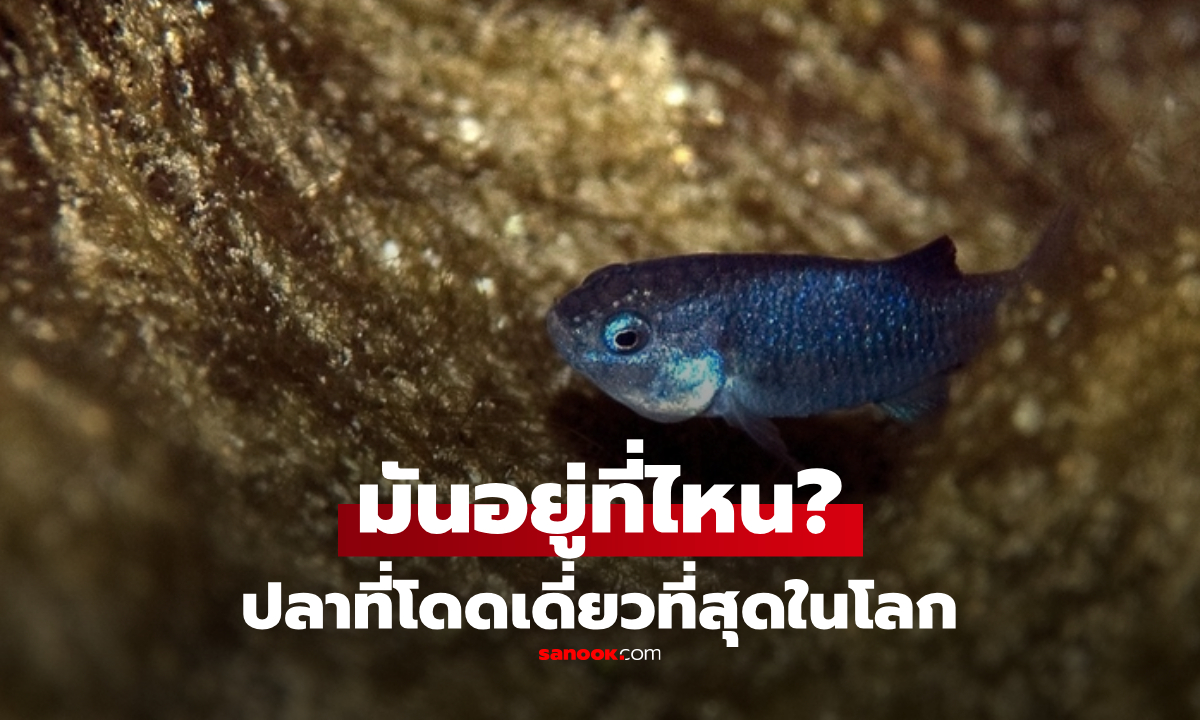 ปลาโดดเดี่ยวที่สุดในโลก ใช้ชีวิตใน "นรก" แห่งทะเลทราย 5 หมื่นปี ปัจจุบันเป็นอย่างไร?