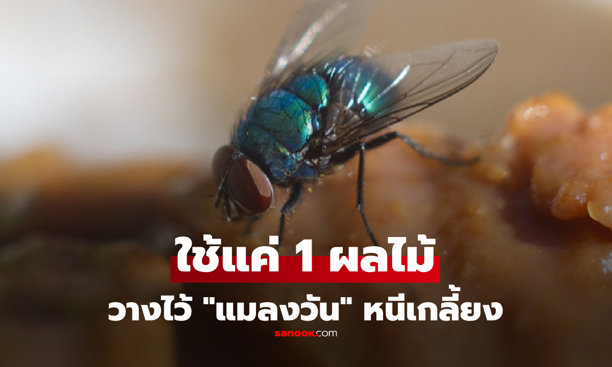 ไล่แมลงวันด้วย "ผลไม้" แค่วางไว้ข้างหน้าต่าง เห็นปุ๊บหันหลังกลับปั๊บ ไม่ต้องพึ่งสารเคมี!