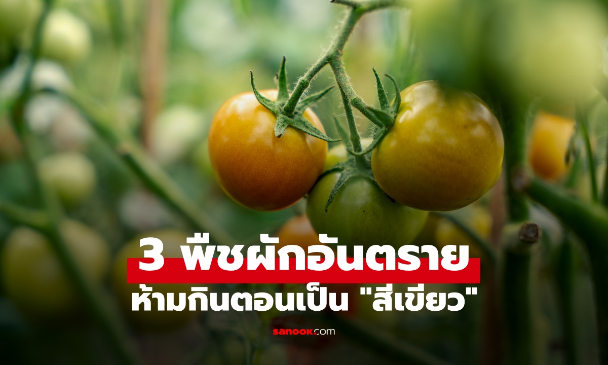 3 พืชผักอันตราย ห้ามกินตอนเป็น 
