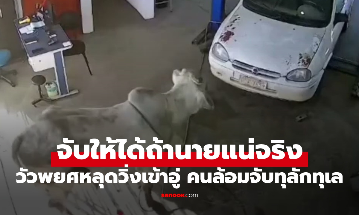 นาทีสุดป่วน "วัวหลุด" ล้อมจับทุลักทุเล ตัวนี้พยศมาก พุ่งชนคนวงแตกกระเจิง (คลิป)