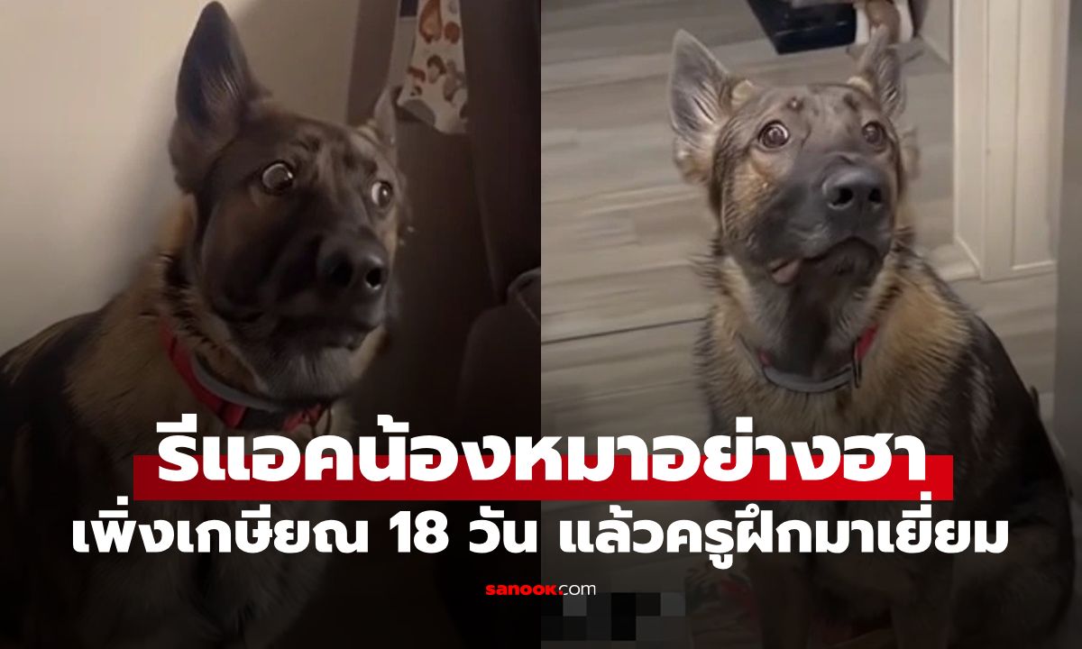 เอ็นดู! "สุนัขตำรวจ" เพิ่งเกษียณได้ 18 วัน รีแอคชัดมากตอนครูฝึกมาเยี่ยม (มีคลิป)