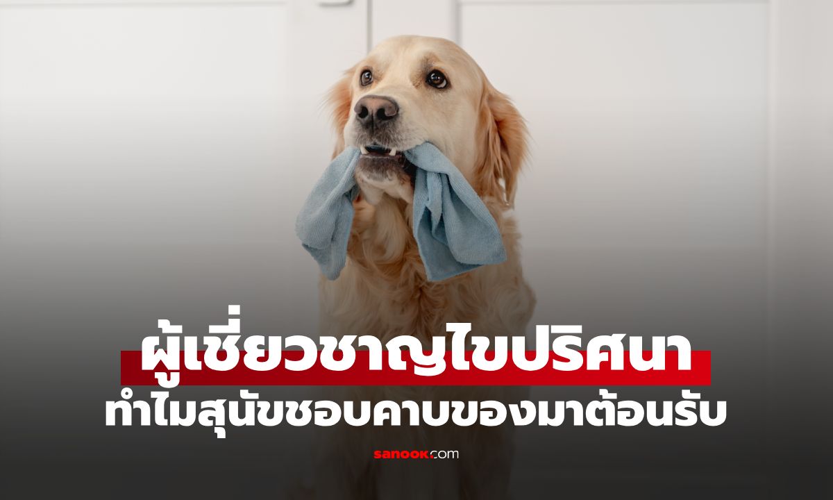 ทำไมสุนัขชอบคาบของมาโชว์ตอนเรากลับบ้าน? กูรูเฉลย พฤติกรรมนี้มีความหมายซ่อนอยู่