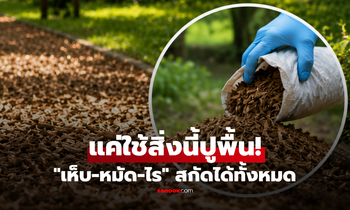 แค่ปูพื้นทางเดินด้วย “สิ่งนี้” สกัดเห็บ-หมัด-ไร ได้ชะงัดแบบ 99% วิจัยล่าสุดยืนยัน!