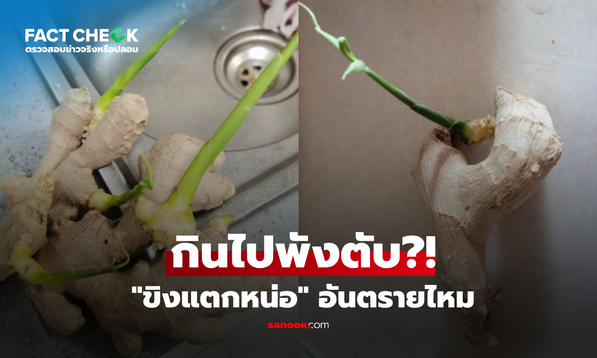 "ขิงแตกหน่อ" กินไปทำลายตับ? สรุปแบบไหนกินได้-แบบไหนต้องทิ้ง! : เช็กข่าวชัวร์