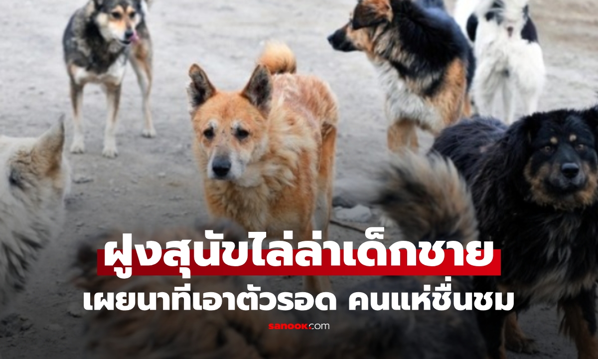 ด.ช. 8 ขวบ ถูกฝูงสุนัข 10 ตัวไล่ล่า แต่กลับสร้างเสียงชื่นชม เมื่อเห็นวิธีที่เขาเอาตัวรอด