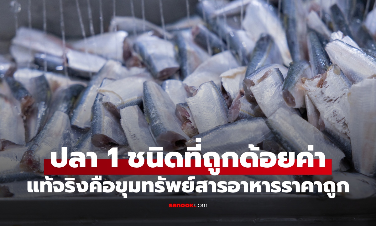 โปรตีนคนจน! ปลาที่ถูก "ด้อยค่า" แท้จริงคือคลังสารอาหาร ประโยชน์ราคาประหยัด