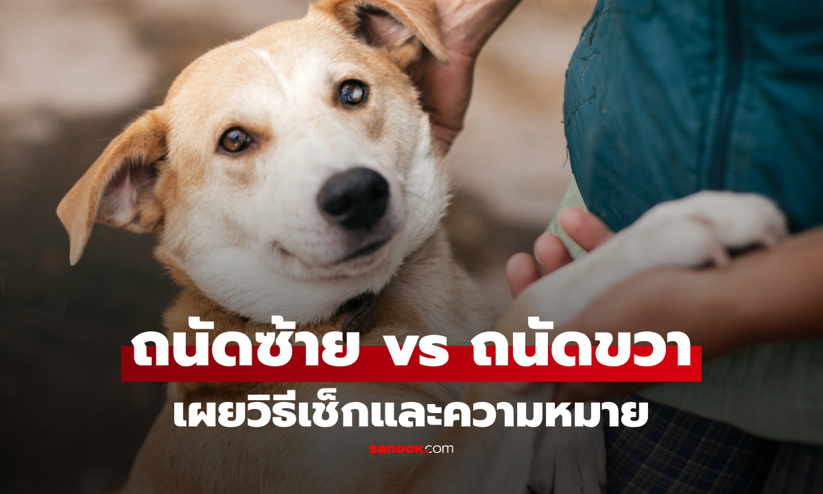 สุนัขของคุณถนัดซ้ายหรือขวา? นักวิทยาศาสตร์เผยวิธีเช็ก พร้อมความหมายที่ซ่อนอยู่!