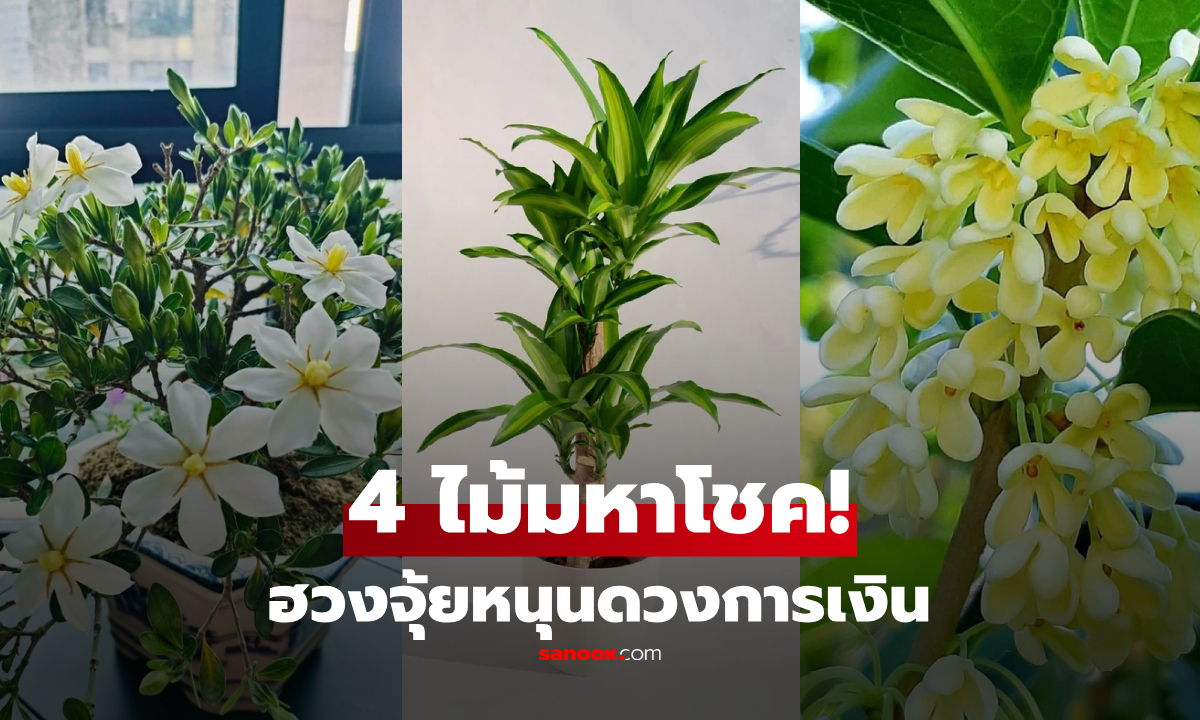 4 ไม้มงคล "มหาโชค" เสริมฮวงจุ้ยบ้านเด็ดมาก เปิดพิกัดรับทรัพย์-ดึงดูดผู้อุปถัมภ์!