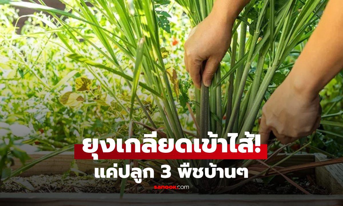 ไทยมีครบ! 3 พืชผัก "ไล่ยุง" ต่างชาติอวยยศ ว่าได้ผลดีเยี่ยม แถมเด็ดกินได้ด้วย
