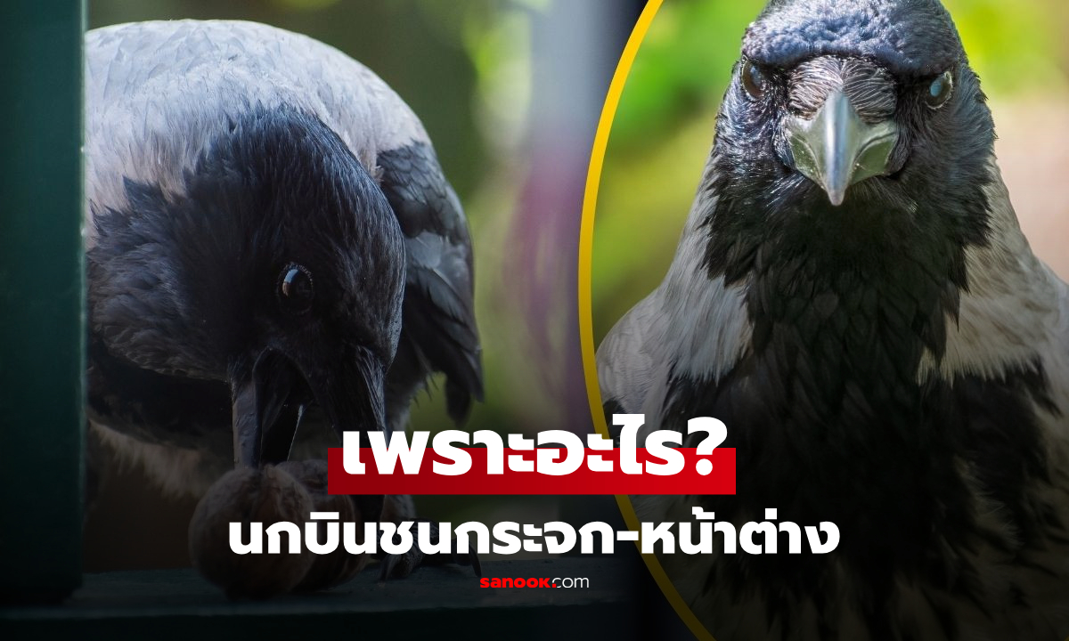บ้านคุณเคยโดนไหม? นกบินชนกระจก-หน้าต่าง หมายความว่าอย่างไร เผยเหตุผลแท้จริง!