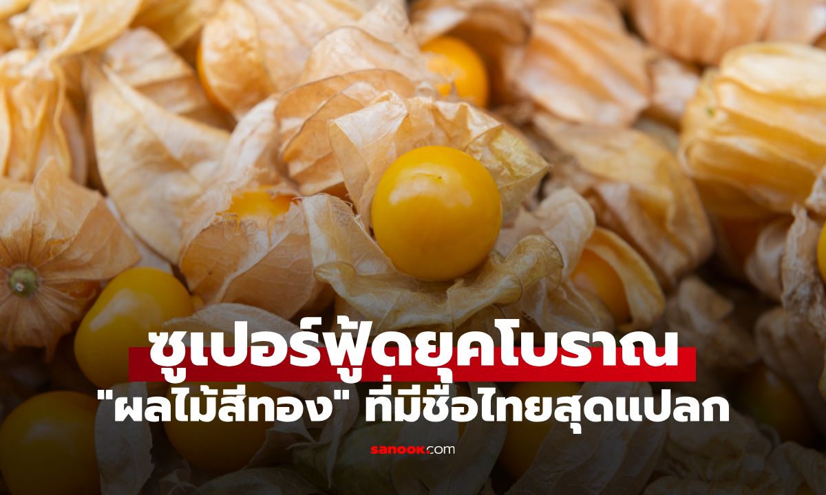 ซูเปอร์ฟู้ดยุคโบราณ! กูรูแนะ "ผลไม้สีทอง" ชื่อไทยสุดแปลก อภิมหาสารต้านอนุมูลอิสระ
