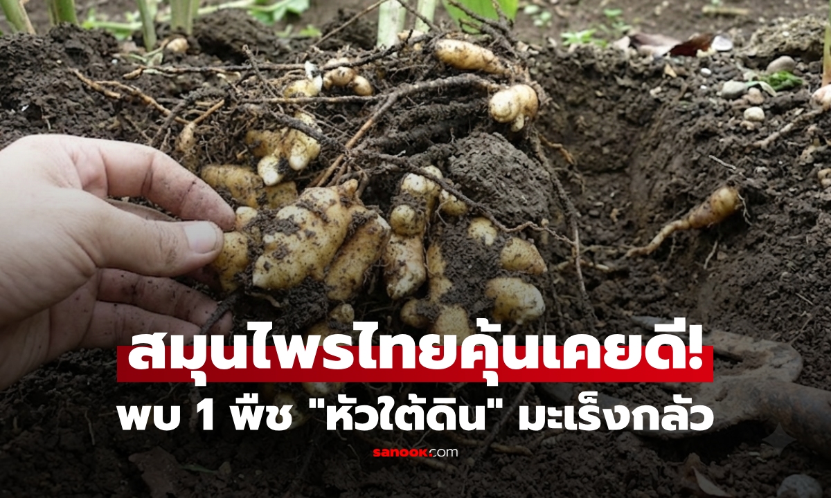 นักวิทย์เฮ! พบ 1 สมุนไพรพื้นบ้าน "หัวใต้ดิน" มีฤทธิ์ "ยับยั้งมะเร็ง" ตั้งแต่ขั้นแบ่งเซลล์