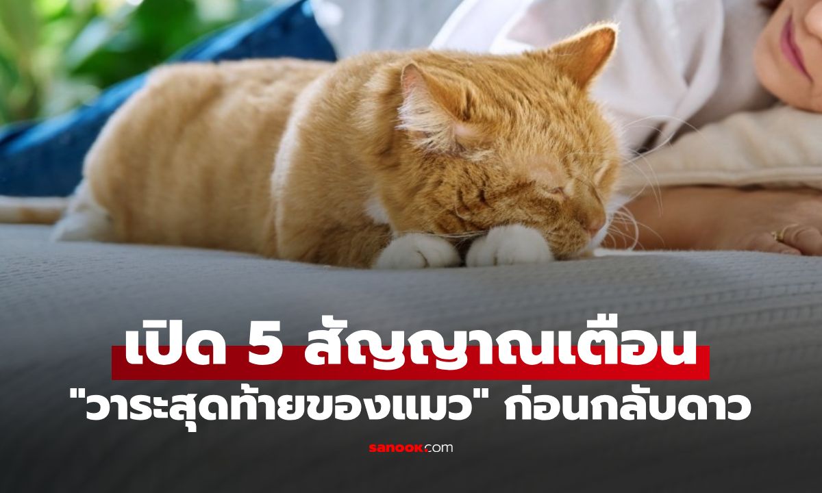 5 สัญญาณเตือน "วาระสุดท้ายของแมว" ทาสแมวควรรู้ อาการแมวใกล้กลับดาวแมว