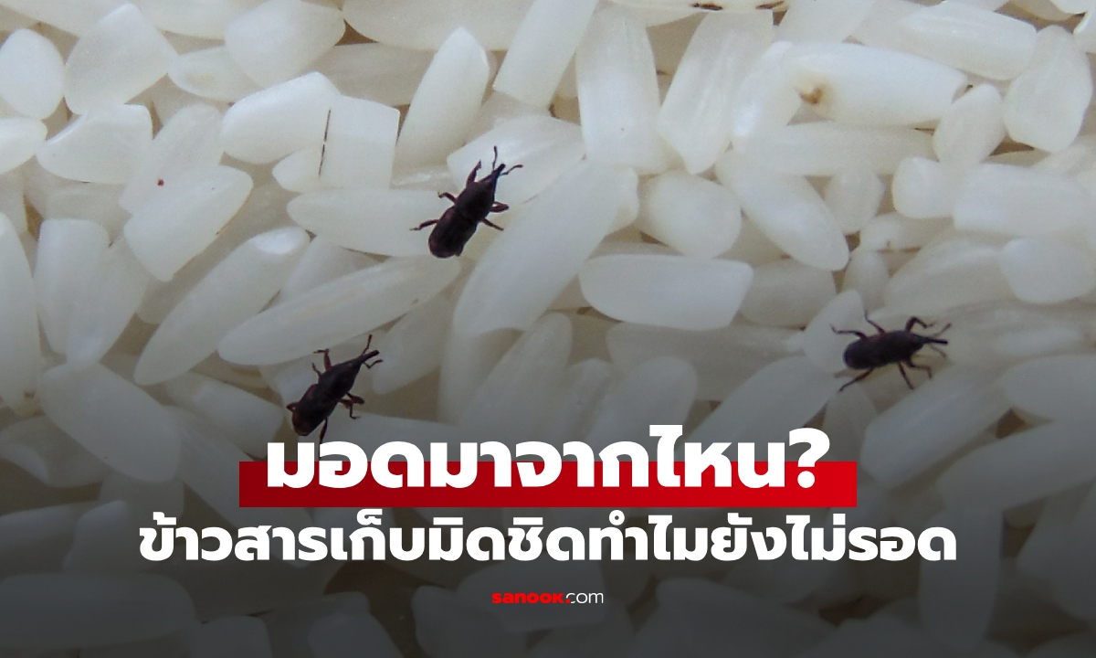 ข้าวสารเก็บมิดชิด "มอด" มาจากไหน? เฉลยความลับ สัตว์ตัวจิ๋วฉลาดกว่าที่มนุษย์คิด