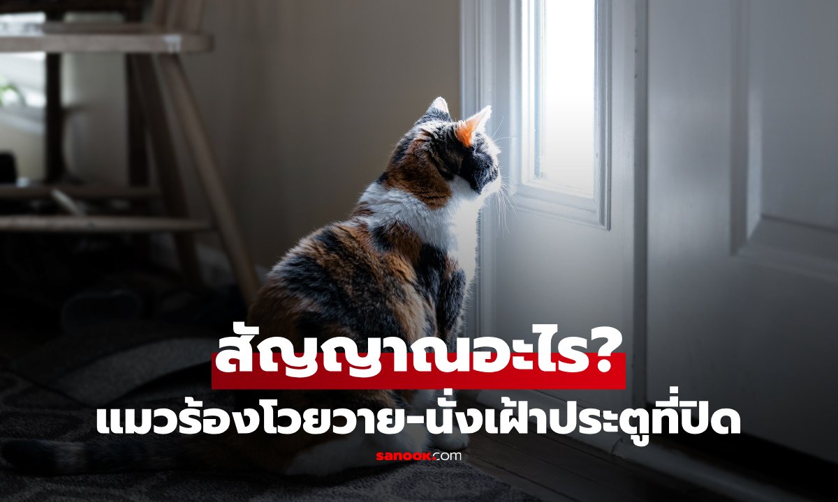 ไม่ใช่แค่เอาแต่ใจ! ทำไมแมวถึงเกลียด 'ประตูที่ปิดสนิท' กูรูเฉลยให้ทาสตาแจ้ง
