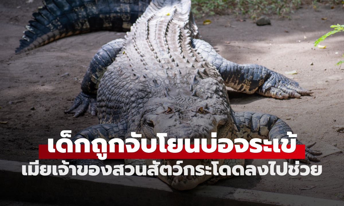 เด็กชาย 3 ขวบ ถูกคนแปลกหน้าจับโยนบ่อจระเข้ เมียเจ้าของสวนสัตว์กระโดดลงไปช่วย