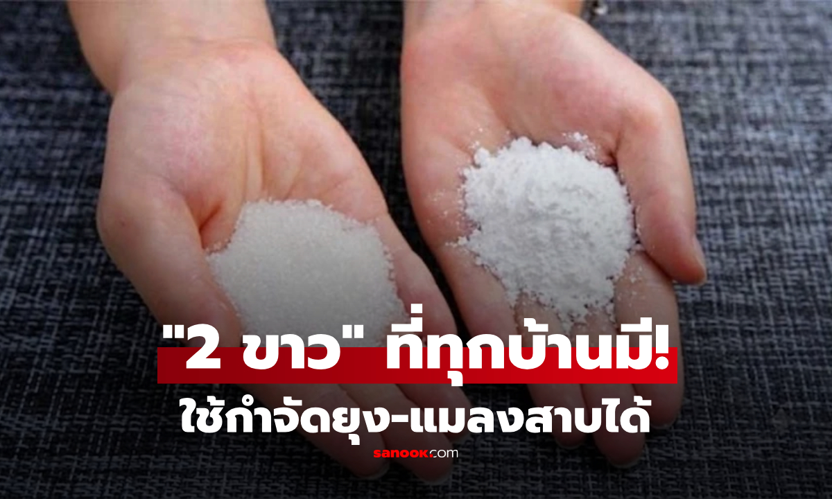 ผสม 2 สิ่งก้นครัว! “กำจัดยุง-แมลงสาบ” สูตรประหยัดเงิน แถมปลอดภัยไร้สารเคมีฉุน