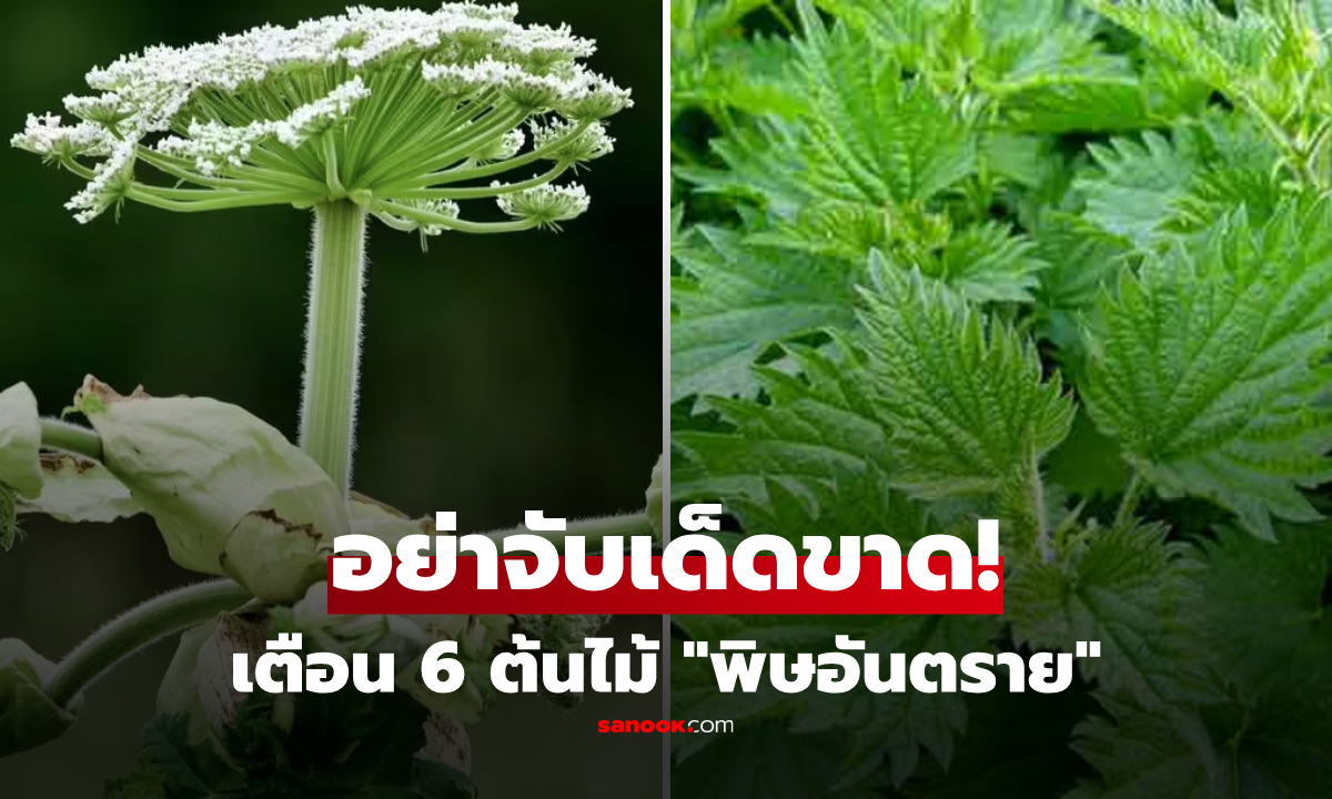เปิดหน้าตา 6 ต้นไม้ "ห้ามแตะเด็ดขาด" พิษสุดอันตราย เจอที่ไหนให้รีบอยู่ห่าง!