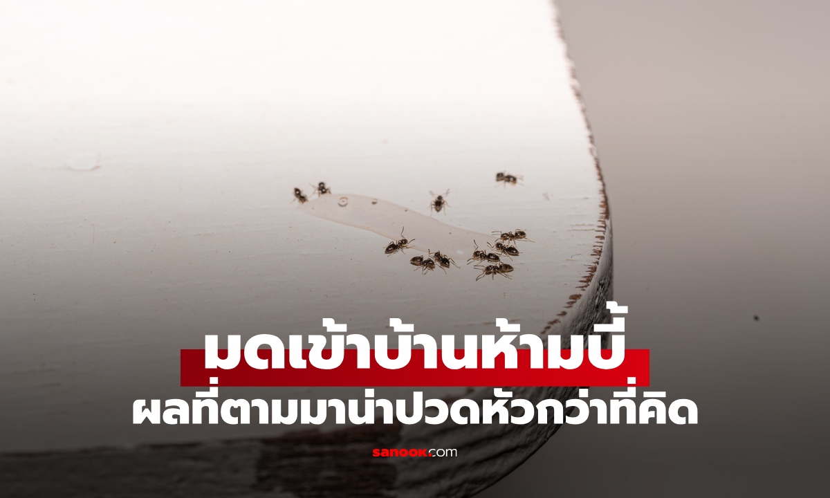 มดเข้าบ้าน "ห้ามบี้เด็ดขาด" แม้จะเจอแค่ตัวเดียว ผลที่ตามมาน่าปวดหัวกว่าที่คิด