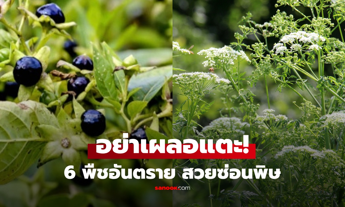 6 พืช "ไม่ควรสัมผัส" เห็นสวยๆในธรรมชาติ แต่สุดอันตราย เผลอแตะเสี่ยงผื่นพุพอง!