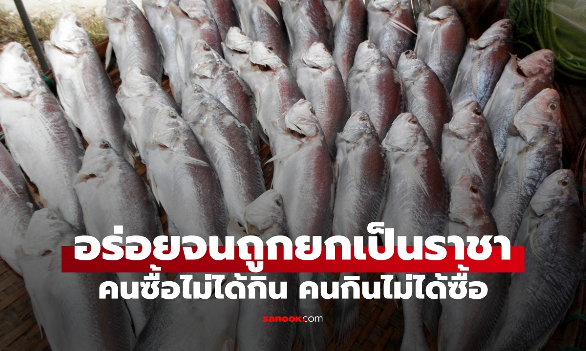 ปลาไทย 1 ชนิด อร่อยจนถูกยกเป็น "ราชา" ตำนานคนกินไม่ได้ซื้อ คนซื้อไม่ได้กิน