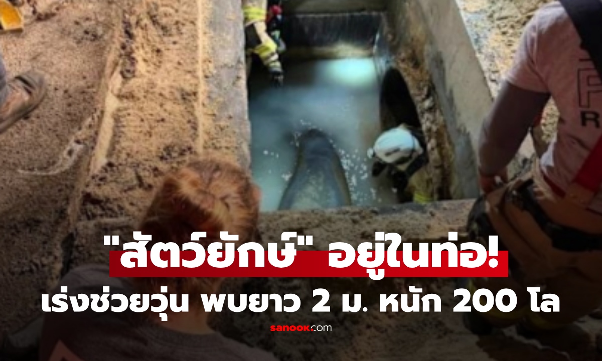 ช็อก! "สิ่งมีชีวิตยักษ์" ยาว 2 เมตร หนัก 200 โลฯ ติดในท่อระบายน้ำ เร่งช่วยก่อนพบเรื่องสะเทือนใจ