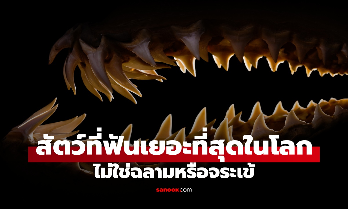 สัตว์มหัศจรรย์ที่มี "ฟัน" เยอะที่สุดในโลก รู้จำนวนแล้วขนลุก ไม่ใช่ฉลามหรือจระเข้