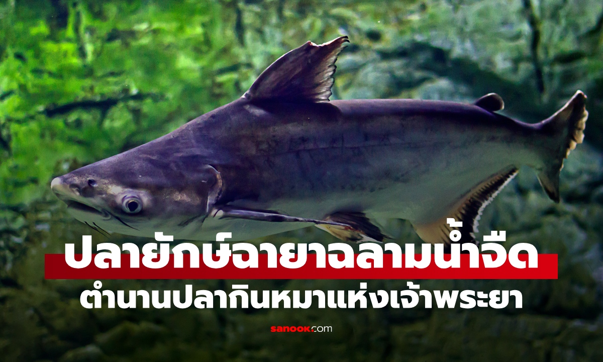 ปลายักษ์ฉายา "ฉลามน้ำจืด" ขนาดใหญ่ติดอันดับโลก ตำนานปลากินหมาแห่งเจ้าพระยา