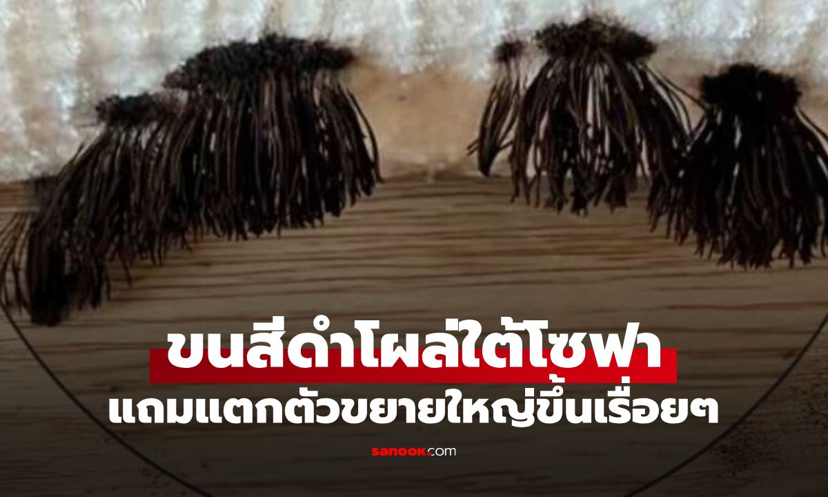 ขนลุกซู่! สาวเจอ "ขนสีดำ" โผล่ใต้โซฟา แตกตัวใหญ่ขึ้นเรื่อยๆ กูรูชี้อันตรายกว่าที่คิด