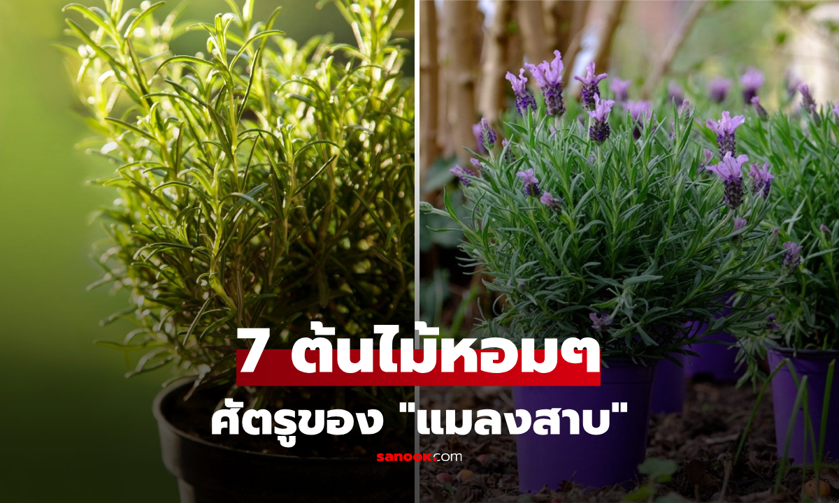 ปลูกพืช 7 ชนิดนี้ไว้ในบ้าน แล้ว "แมลงสาบ" จะไม่กล้าเข้ามาใกล้!