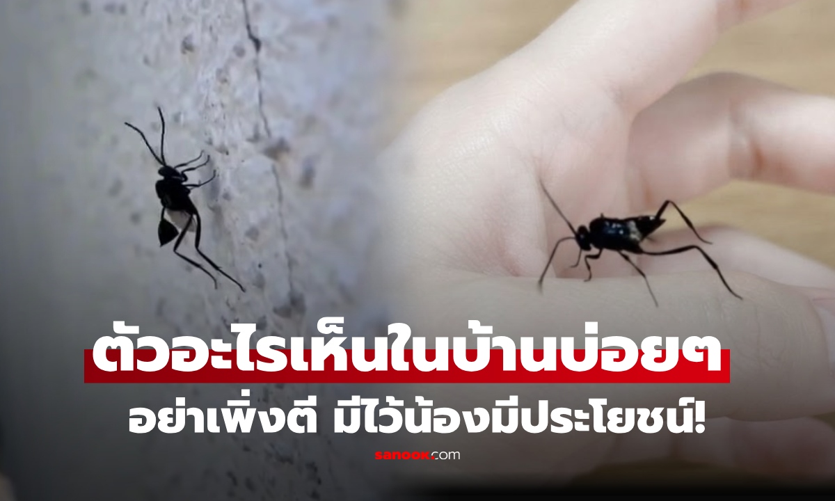 แมลงอะไร สีดำก้นกระดกขึ้นลง เจอบินในบ้านบ่อยๆ? อย่าเพิ่งตี น้องเป็นนักล่าที่มีประโยชน์!