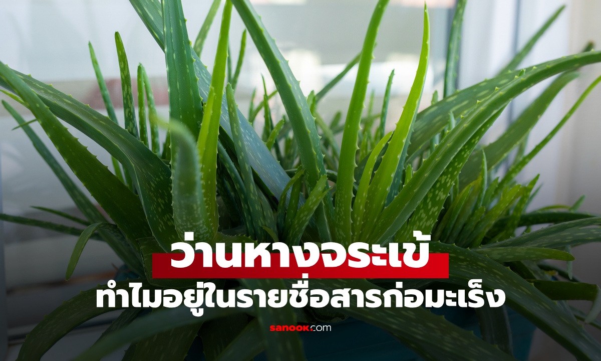 ทำไม “ว่านหางจระเข้” สมุนไพรมหัศจรรย์ ถึงติดอยู่ในรายชื่อสารก่อมะเร็ง!