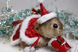 กระต่ายแต่งตัวเป็นซานต้าต้อนรับปีใหม่