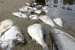 คาดปลา 2 ล้านตัวในแมริแลนด์ตายหมู่เพราะอากาศเย็นจัด