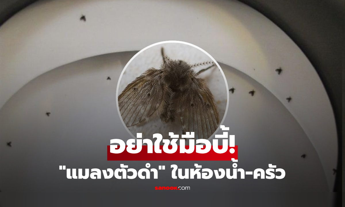 อย่าใช้มือบี้ "แมลงตัวดำ" ในห้องน้ำ-ห้องครัว แพทย์เตือน ติดเชื้อรุนแรงกว่าที่คิด!