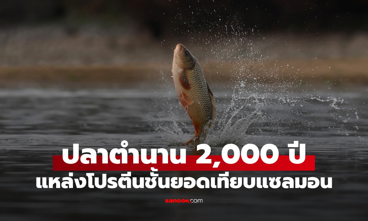 ปลาน้ำจืด "ชนิดแรกของโลก" ที่มนุษย์เลี้ยงไว้กิน แหล่งโปรตีนชั้นยอดเทียบแซลมอล