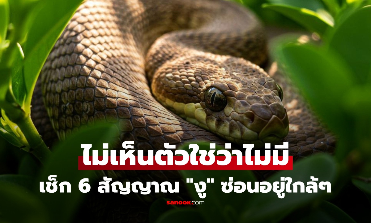 ไม่เห็นตัวใช่ว่าไม่มี...เปิด 6 สัญญาณเตือน บ้านคุณอาจมี "งู" ซ่อนตัวอยู่ใกล้ๆ