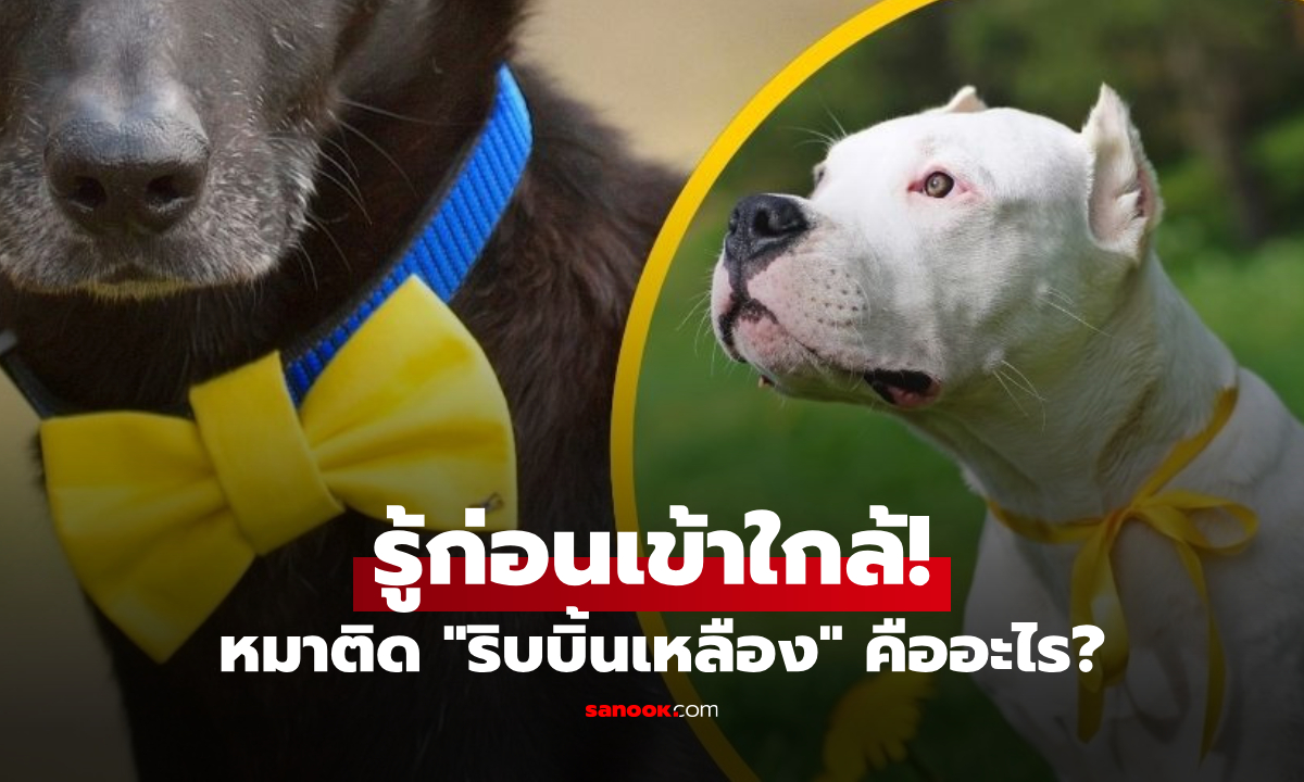 เห็นสุนัขผูก "ริบบิ้นสีเหลือง" อย่าเพิ่งเข้าไปใกล้! เผยความหมายสำคัญที่คนไทยไม่ค่อยรู้