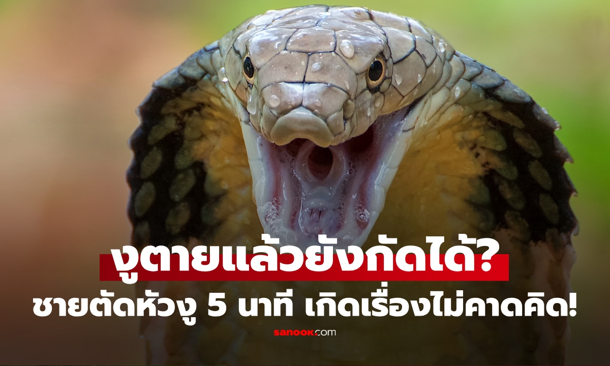 งูตายแล้วยังกัดได้จริงหรือ? ชายวัย 72 "ตัดหัวงูเห่า" ผ่านไป 5 นาที เจอเรื่องไม่คาดฝัน!!