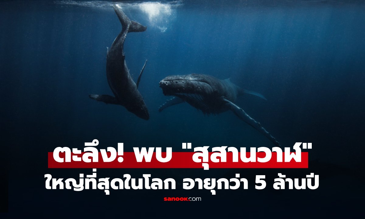 ดำลึก 7 กม.ใต้สมุทรอินเดีย พบ “สุสานวาฬ” ใหญ่ที่สุดในโลก เกือบ 500 ซาก! ทำไมมาตายรวมกันที่นี่?