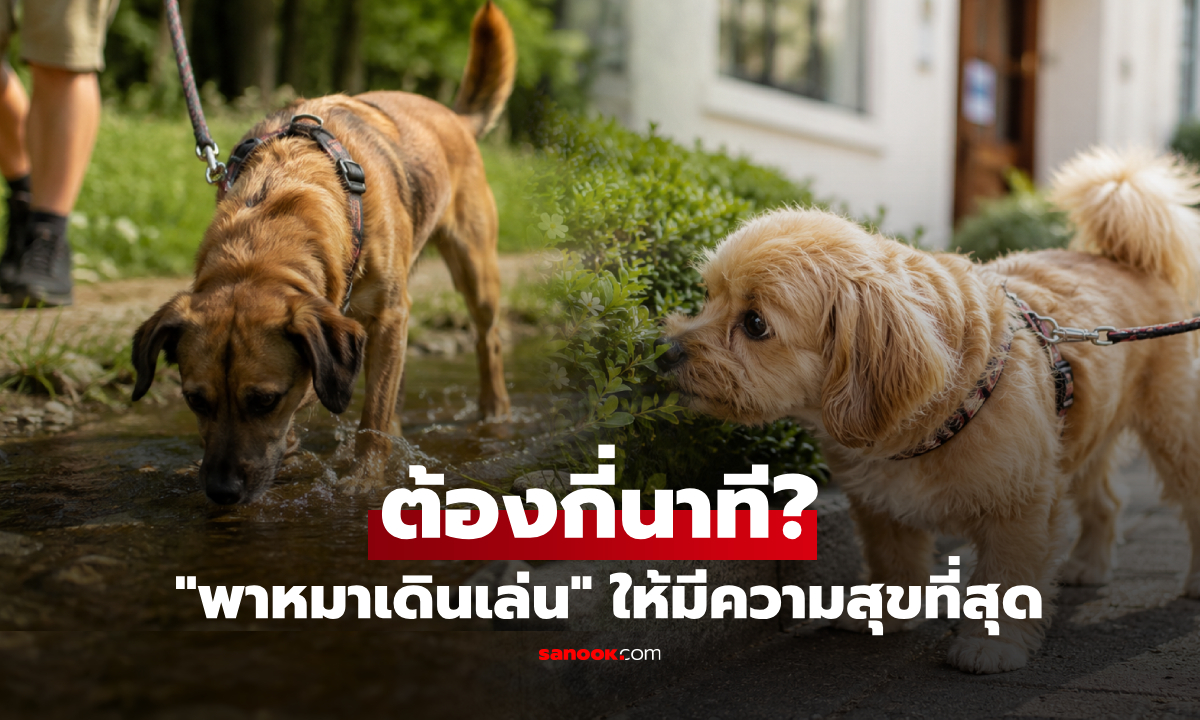 วิจัยเปิดตัวเลขเป๊ะๆ พาหมาไปเดินเล่นต้อง "กี่นาที?" ถึงจะเรียกว่า มีความสุขที่สุดในชีวิต!