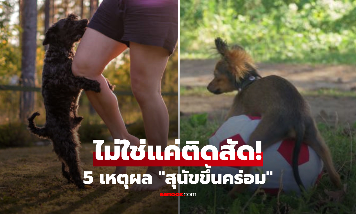 ไม่ใช่แค่ติดสัด! เฉลย 5 เหตุผล ทำไมสุนัขถึงชอบ "ขึ้นคร่อม" คน-สัตว์-สิ่งของ